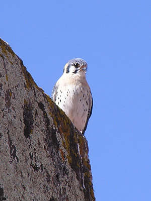 bird