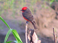 bird
