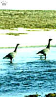 geese