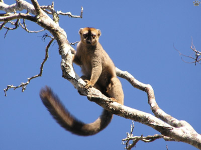 lemur