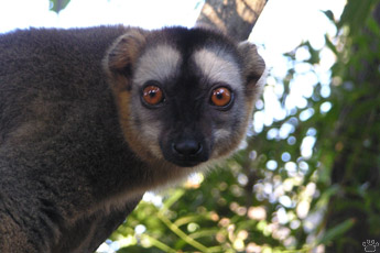 lemur