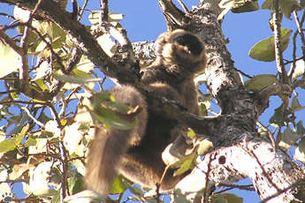 lemur