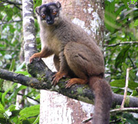 lemur