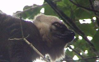 lemur