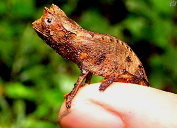 chameleon