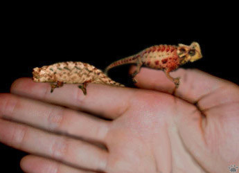chameleon