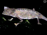 chameleon