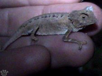 chameleon