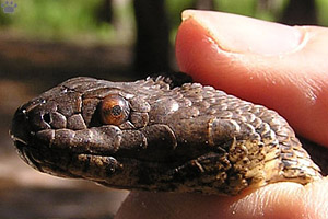 snake
