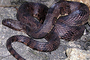 snake