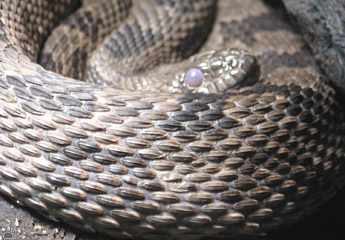 snake