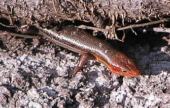 lizard