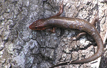 lizard