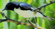 bird