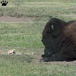 bison