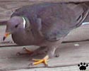 pigeon