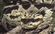 rattlesnake