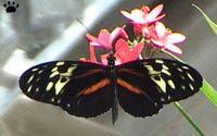 butterfly