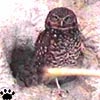 owl