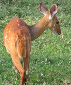 bushbuck