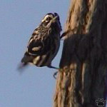 bird