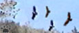 condor