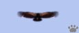 condor