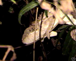 chameleon
