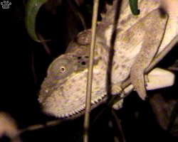 chameleon
