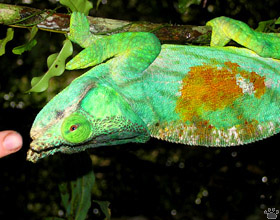 chameleon