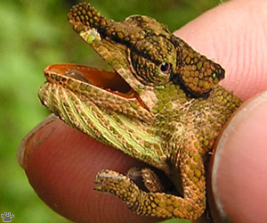 chameleon