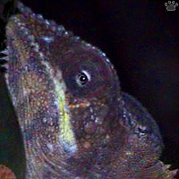 chameleon