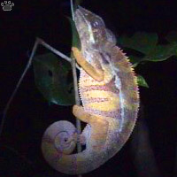 chameleon