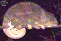 chameleon