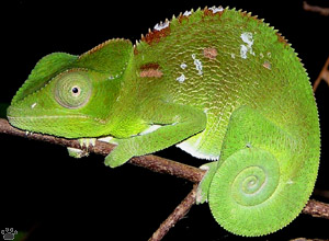 chameleon