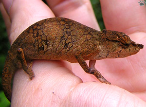 chameleon