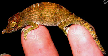 chameleon
