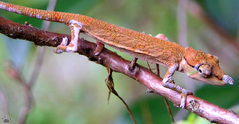 chameleon
