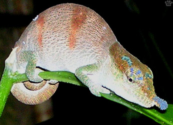 chameleon
