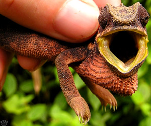 chameleon