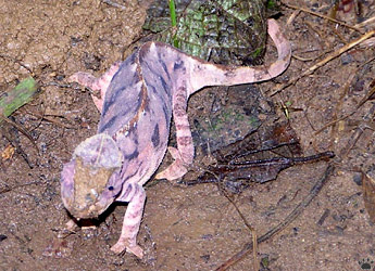 chameleon