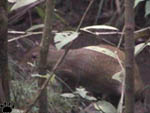 agouti