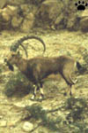 ibex