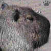 capybara