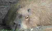 capybara