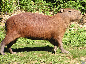capybara