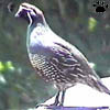 quail