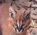 caracal