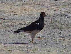 bird