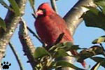 cardinal